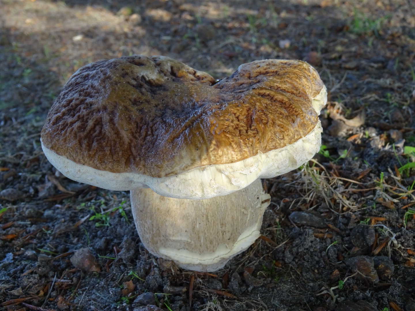 Welke boleet is dit?