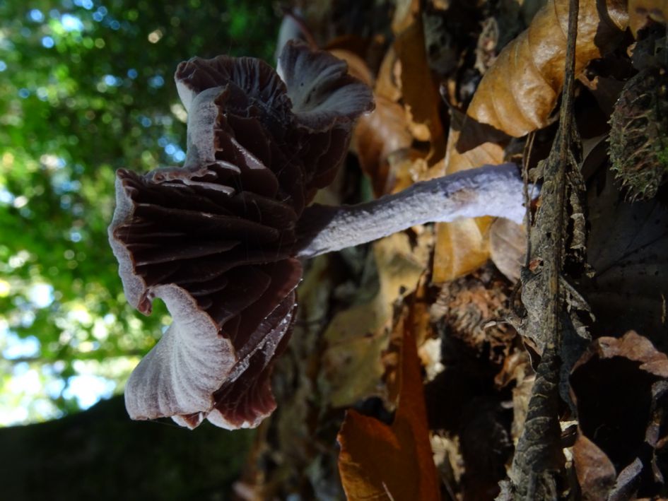 Welke Paddenstoeltjes is dit?