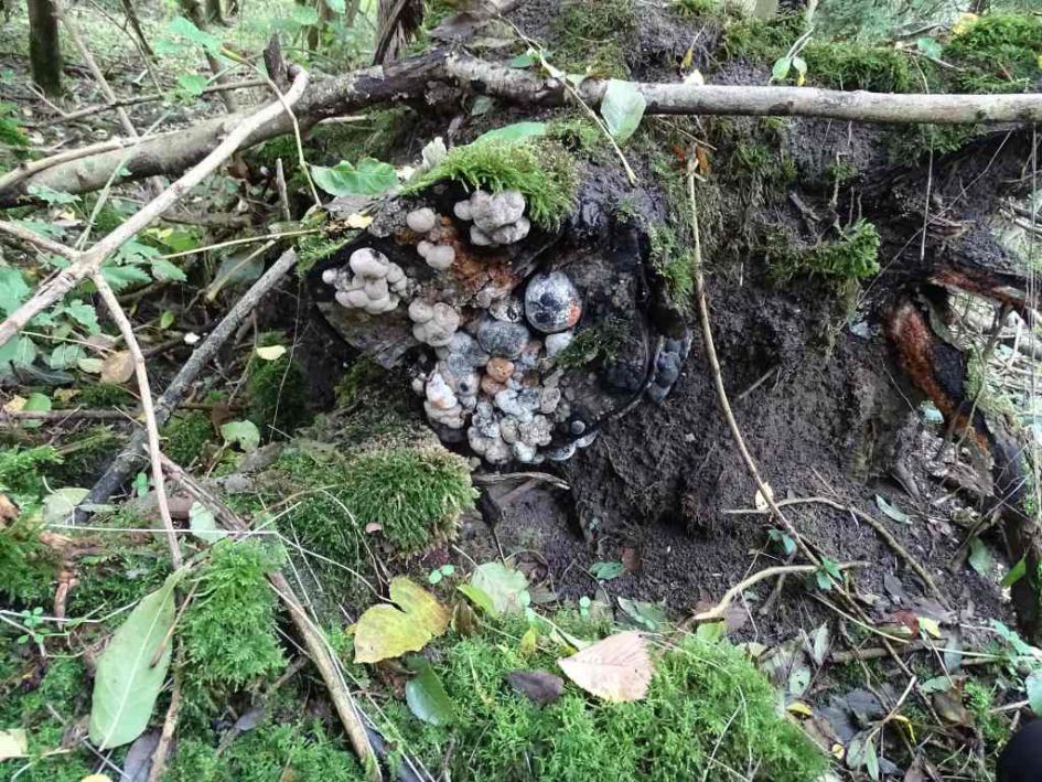 Zwammen op 'zaagvlak' van boom.