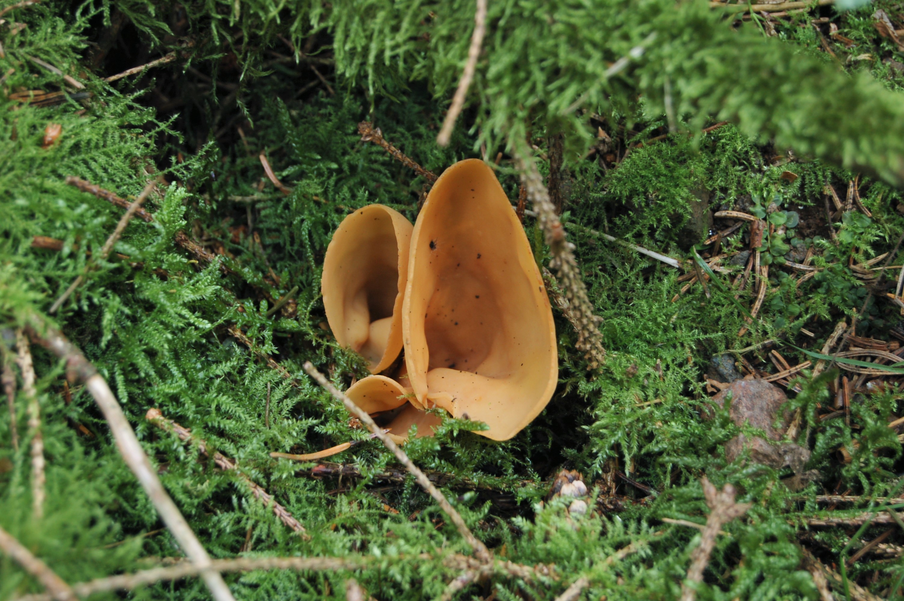 Is dit een varkensoor of hazenoor?