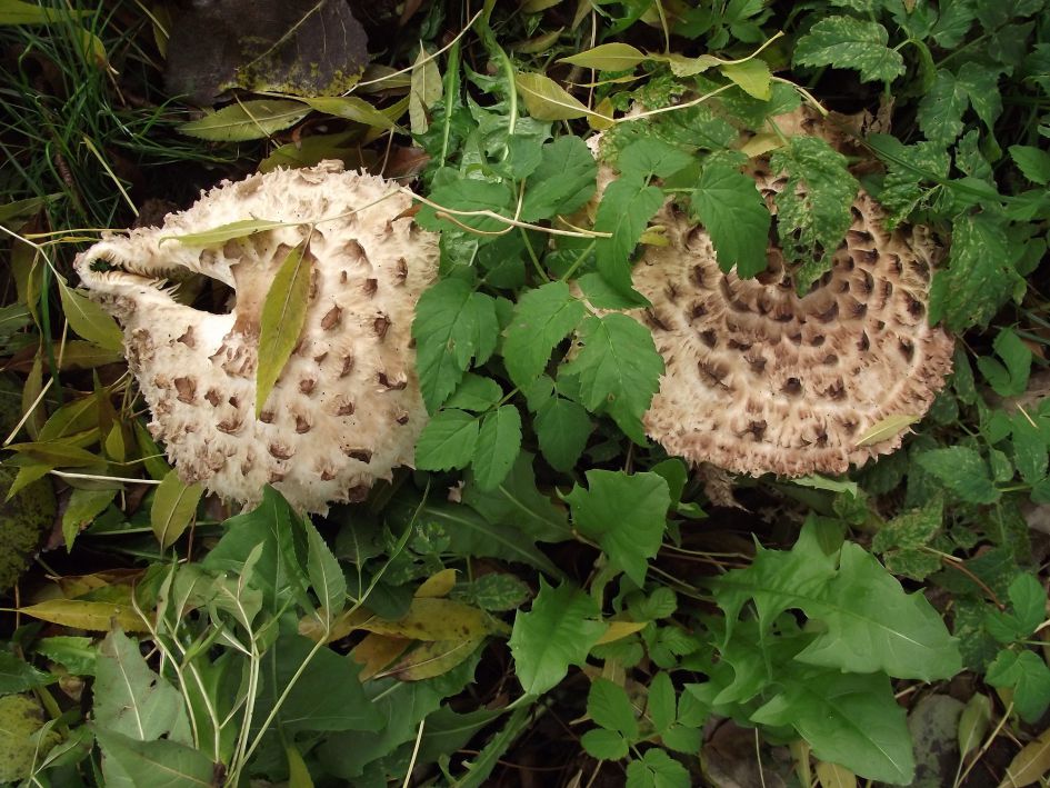 Welke paddestoel is dit?