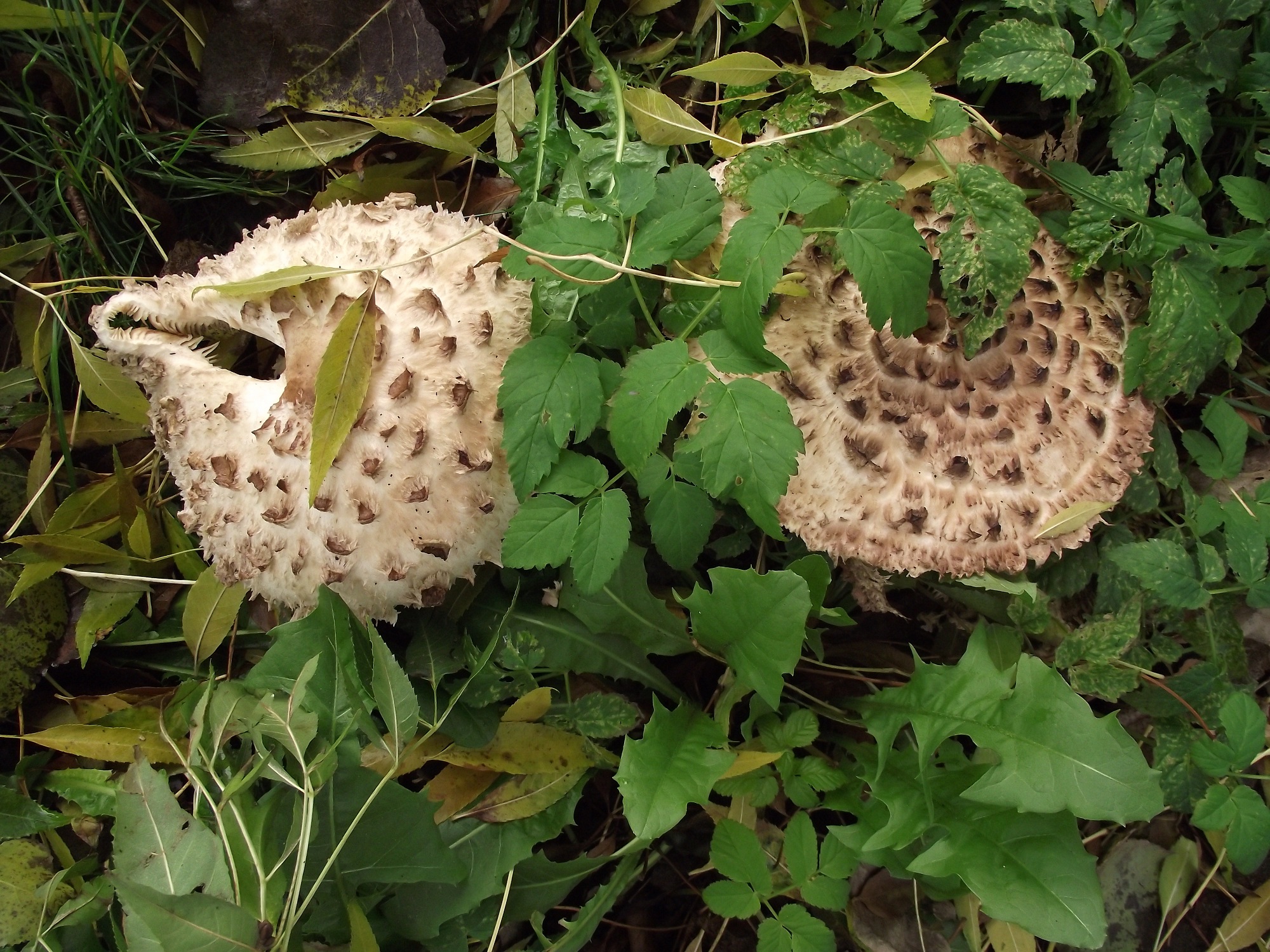 Welke paddestoel is dit?