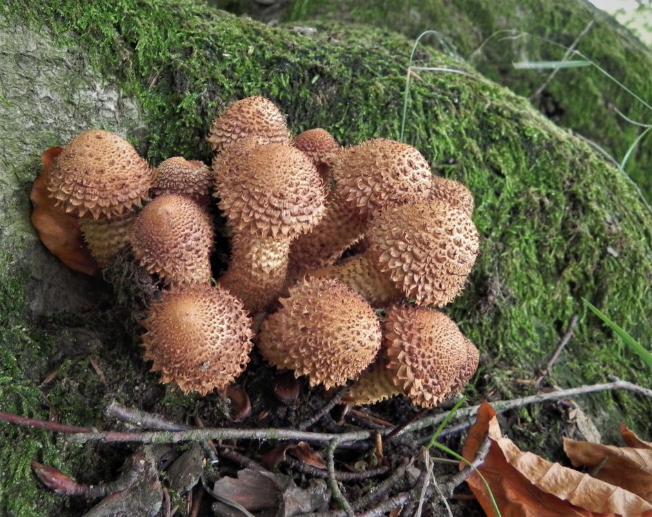 Wat is de naam van deze paddenstoel?
