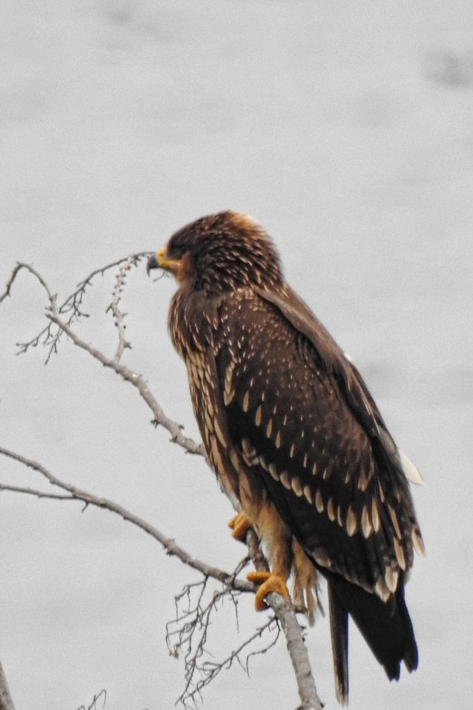 Welke roofvogel is dit?