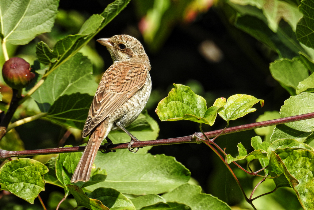 Welk vogeltje is dit?