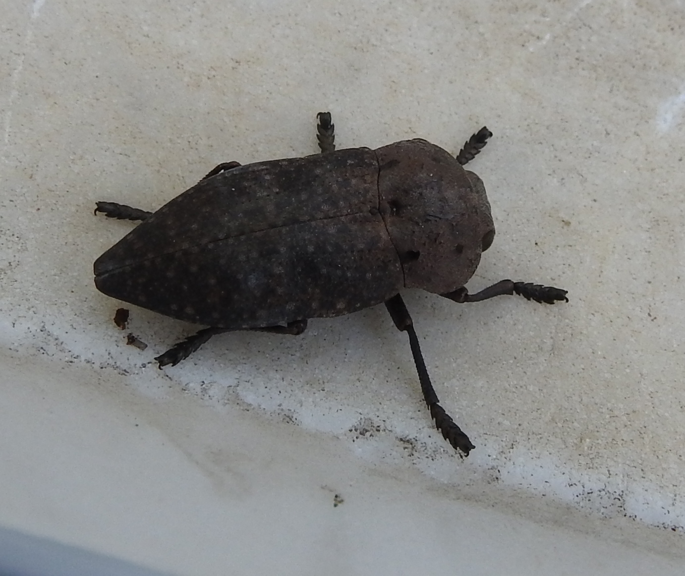 Wie weet wat dit is?