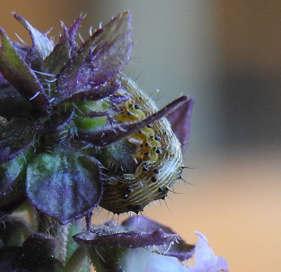 Wie weet welke rups dit is?