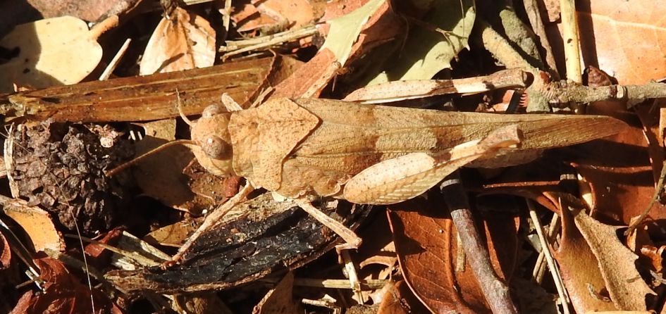 Wie weet welke sprinkhaan dit is?