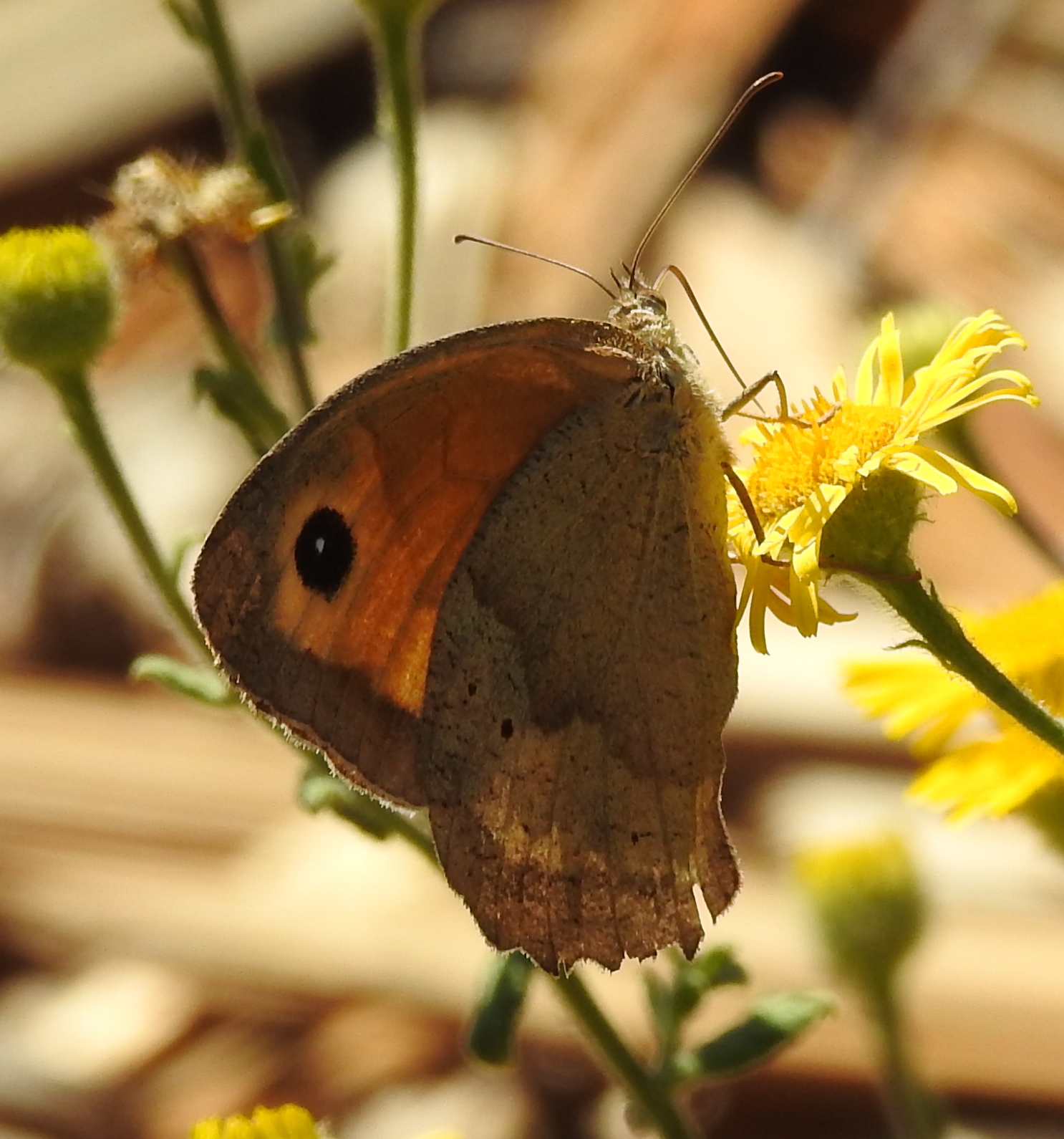 Is dit een Oranje Zandoog?