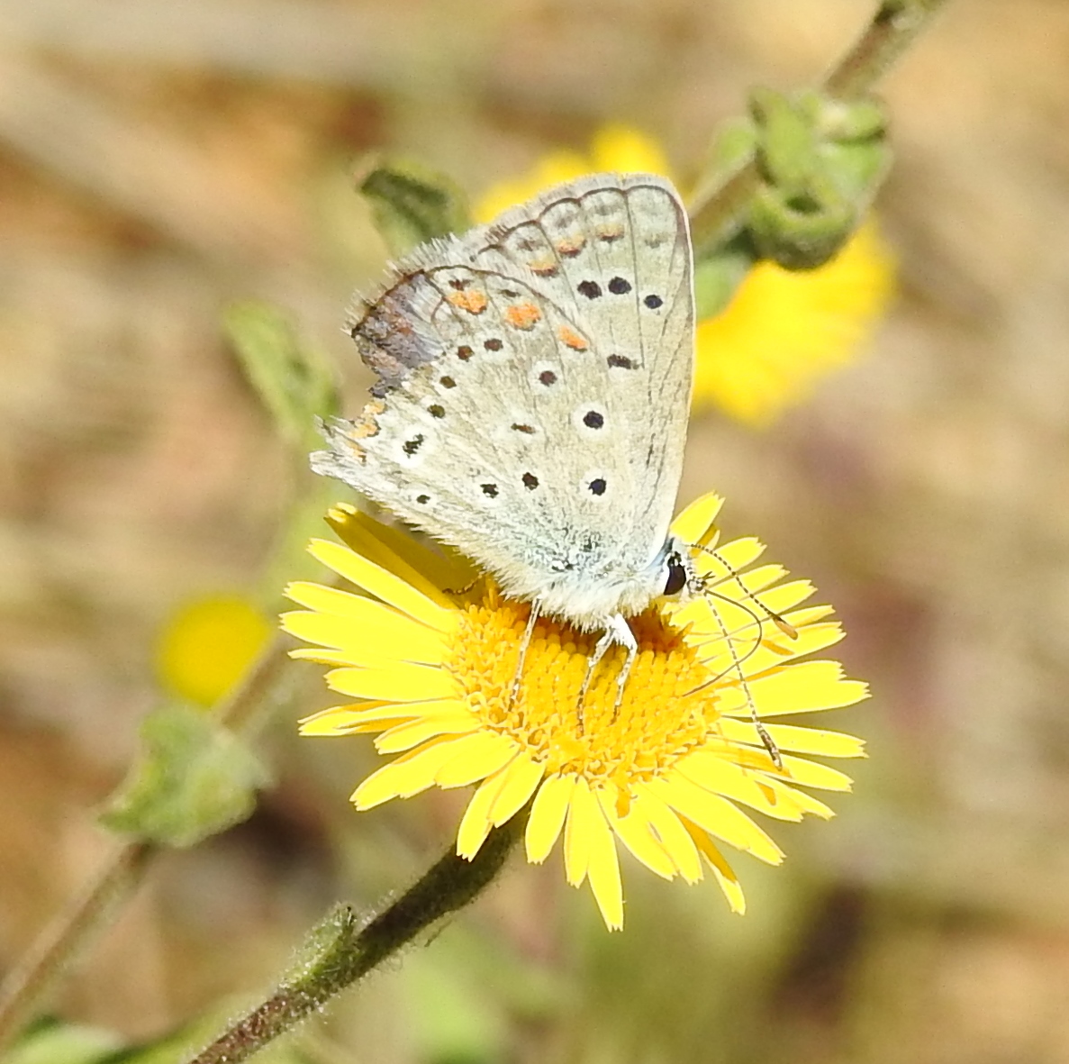 Welk blauwtje denken jullie dat het is?