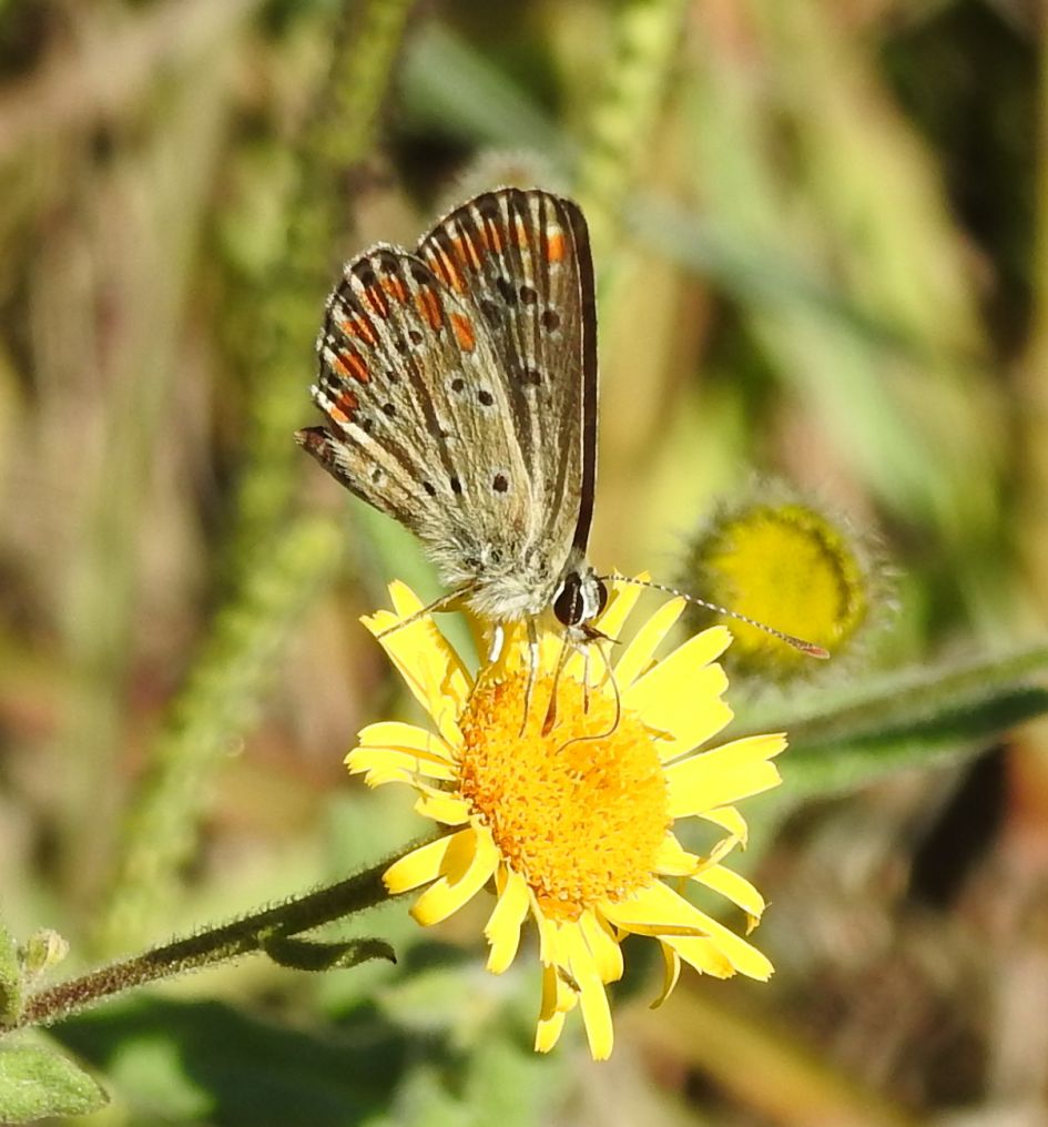 Zou dit het Oostelijk Saffierblauwtje kunnen zijn?