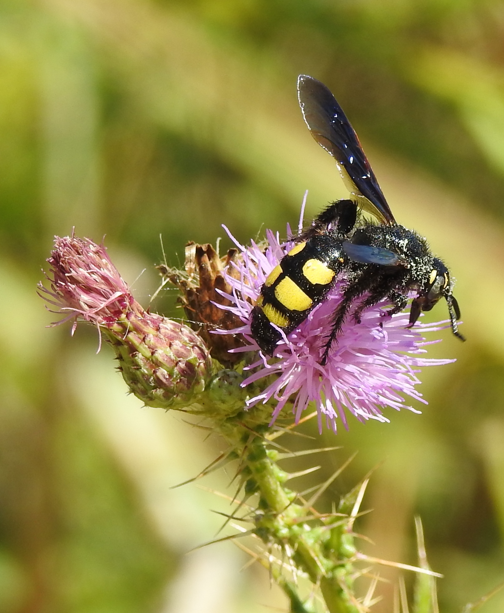 Bij welke groep hoort dit beestje?