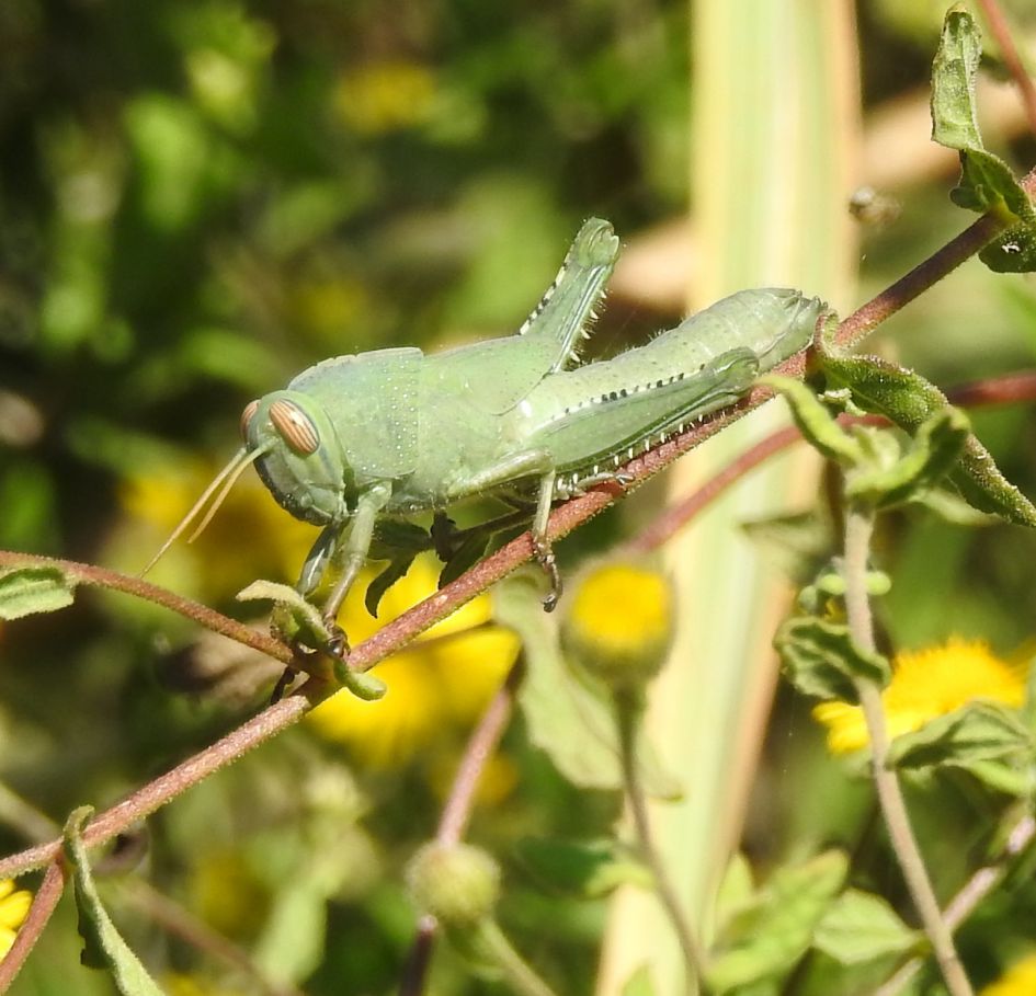Wie weet welke sprinkhaan dit is?