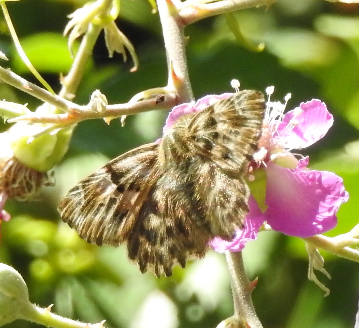 Wie weet welk dikkopje dit is?