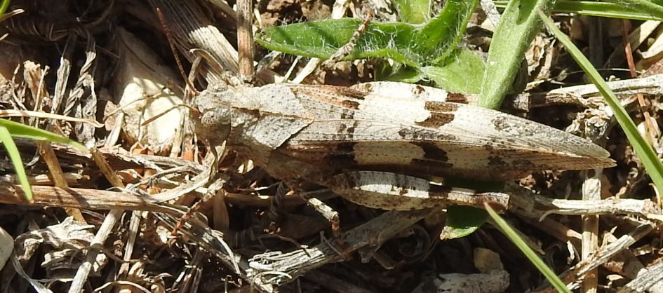 Wie weet welke sprinkhaan dit is?