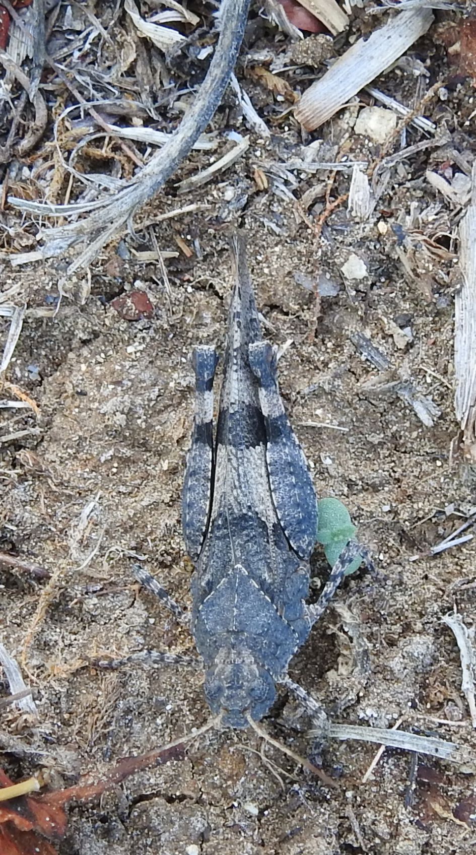 Wie weet welke sprinkhaan dit is?