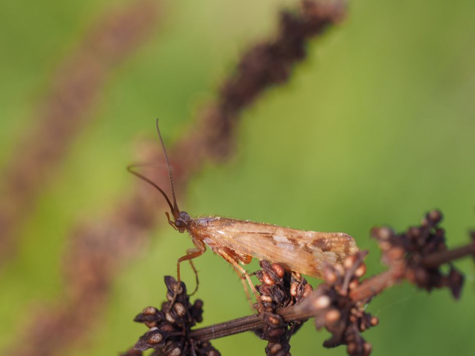 Welk motje of microvlindertje?