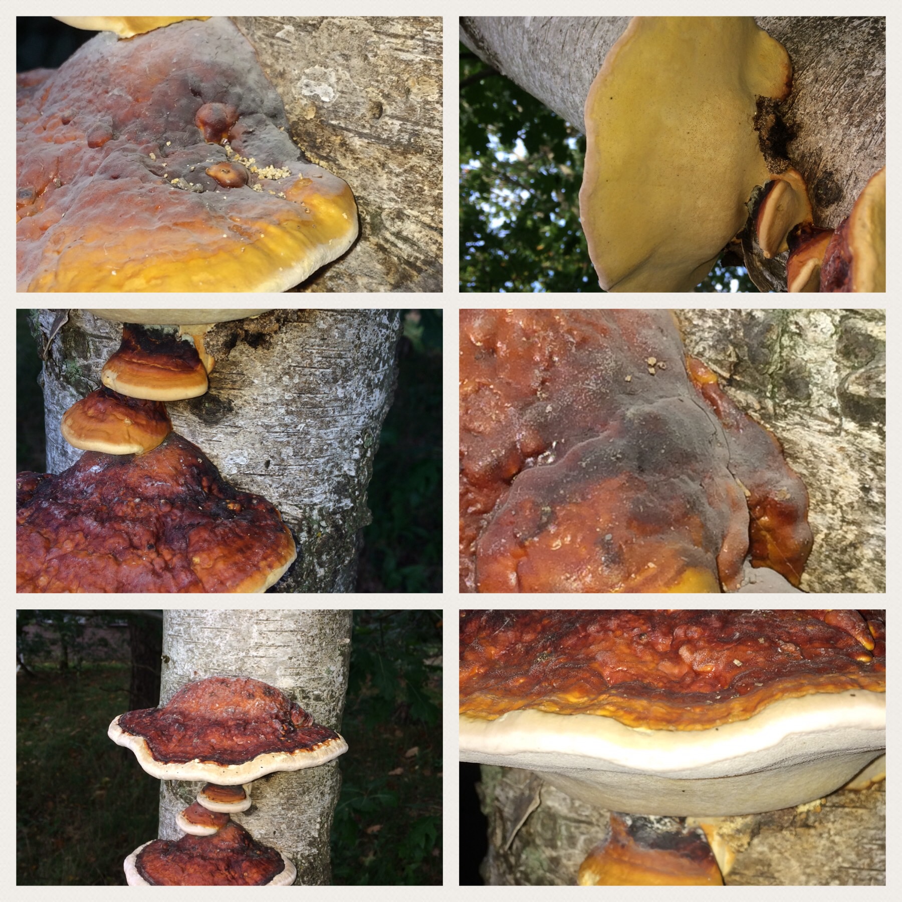 Welke Zwammen zouden dit kunnen zijn?