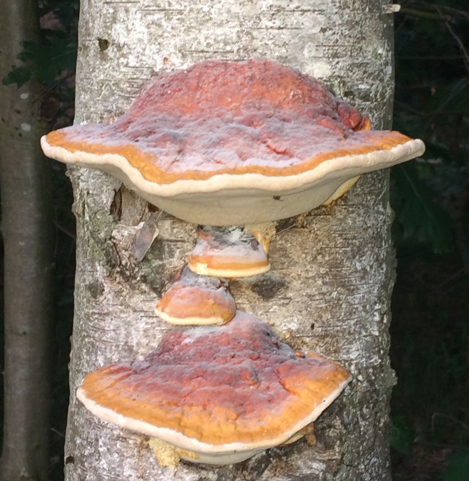 Zwammen op een dode berk