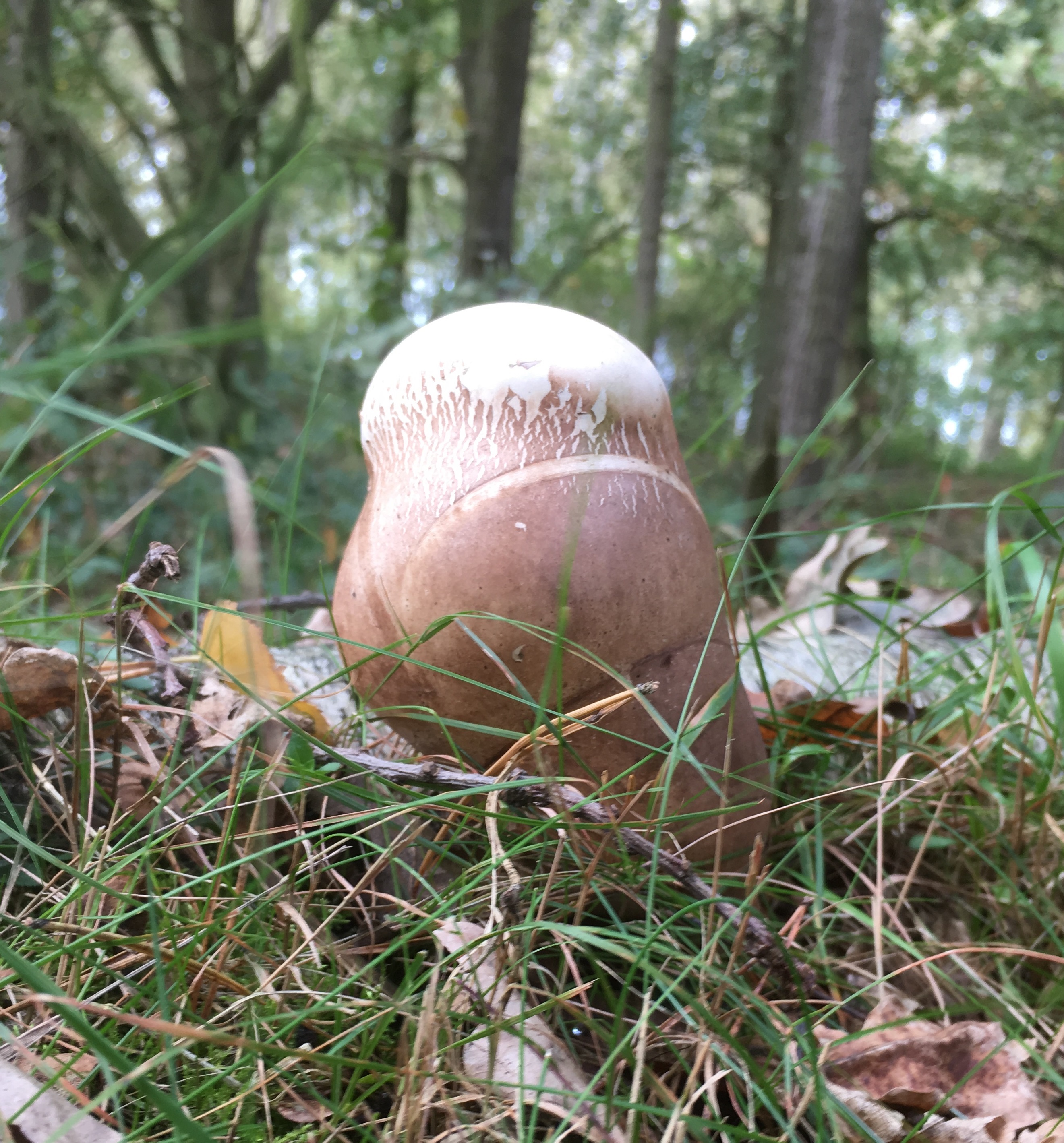 Is dit een paddestoel?