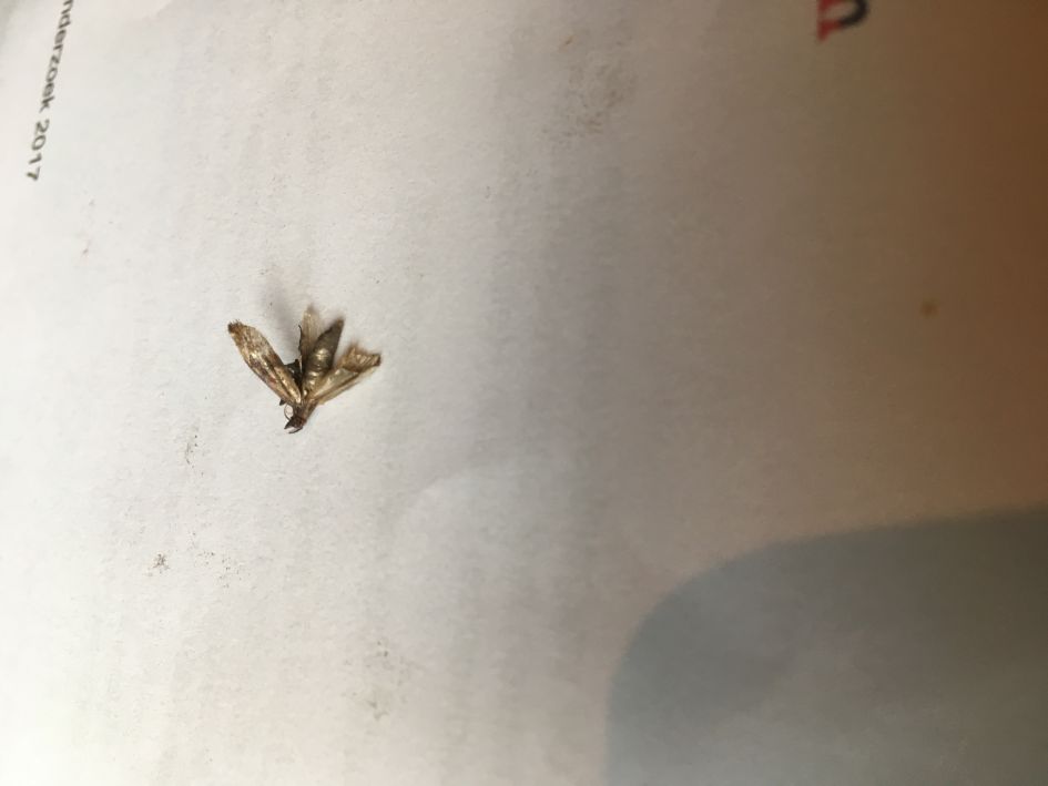 Welke vliegbeestje is dit?