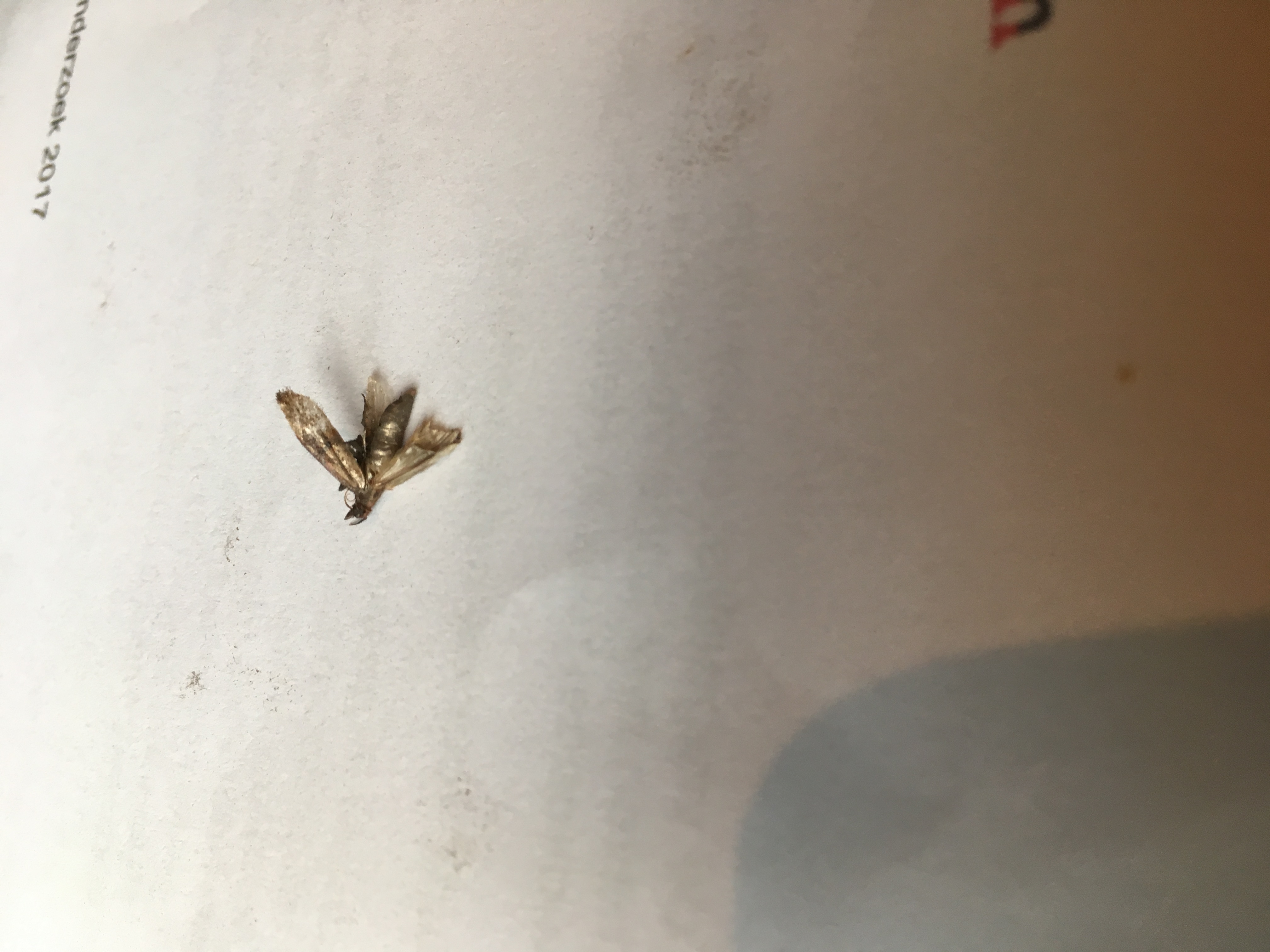 Welke vliegbeestje is dit?