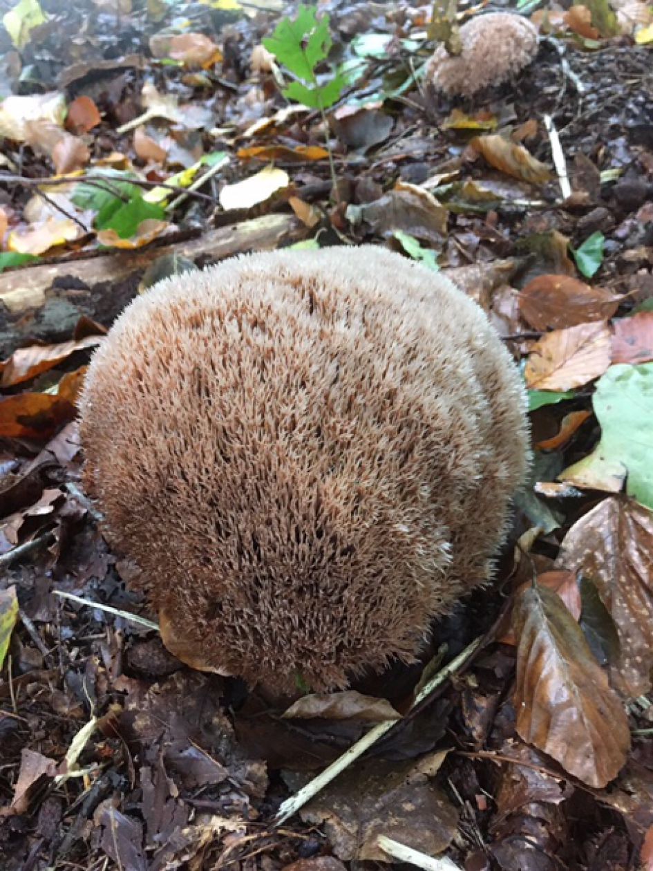 welke paddenstoel is dit?