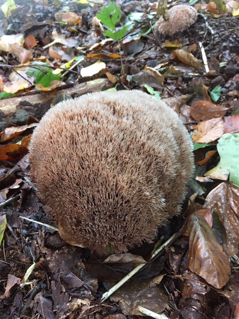 welke paddenstoel is dit?