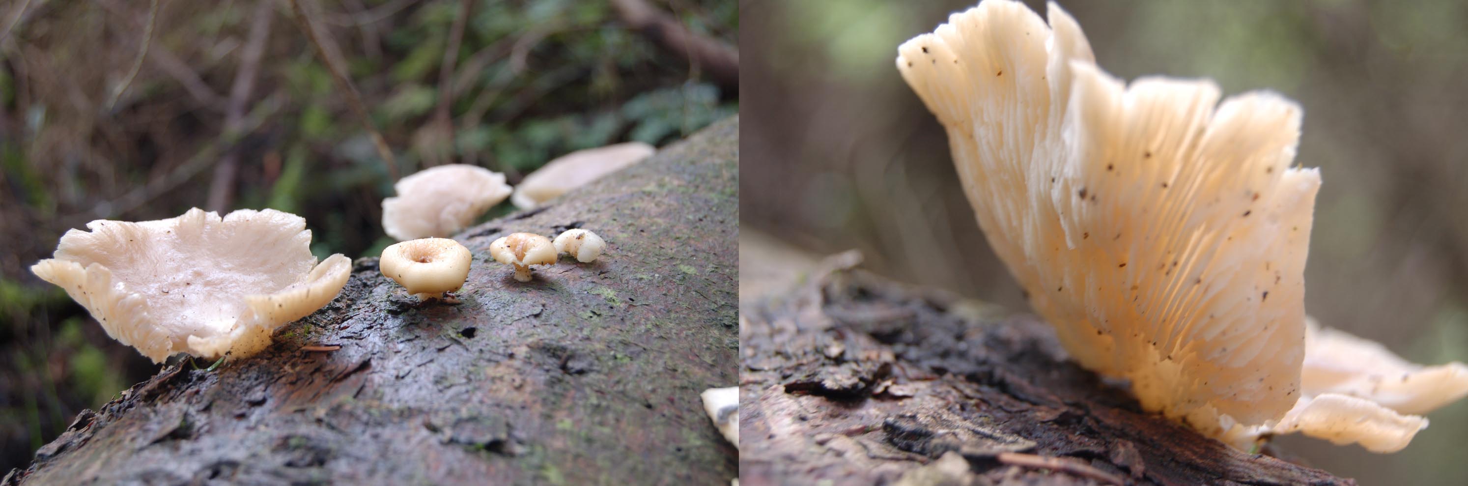 Mooi maar welke soort?