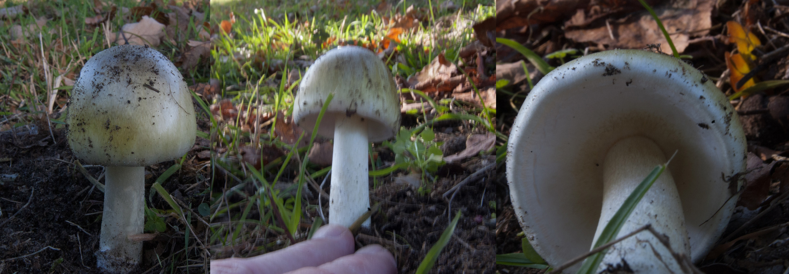 Weet het niet, denk aan een boleet soort?