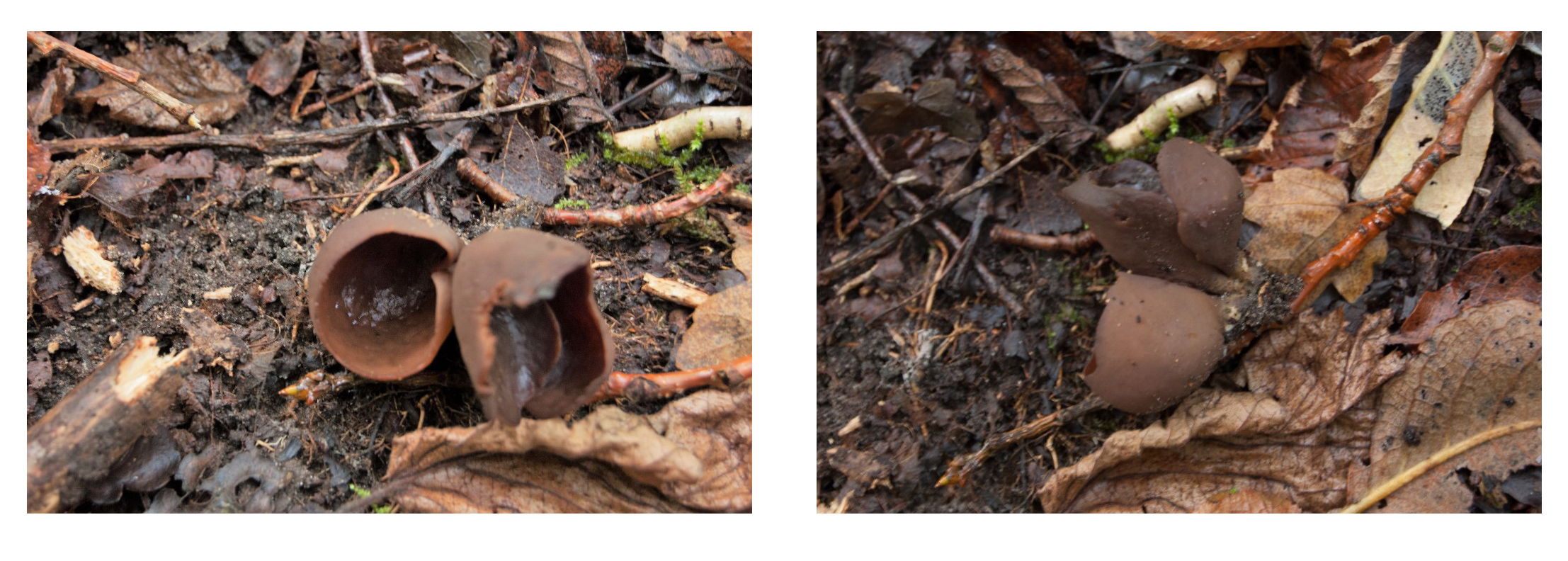 Bekerzwam of Hazenoor?