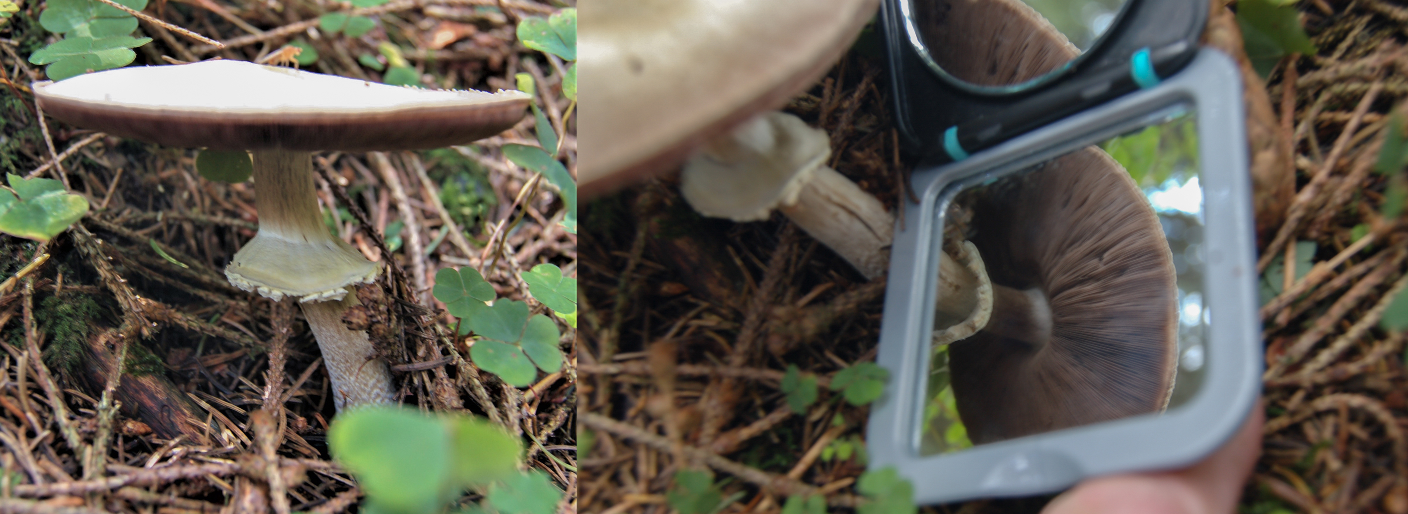 Champingnon of parasol?