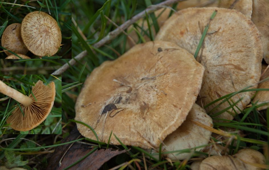 Hoed met marmeren structuur, kom er niet uit welke soort het is.
