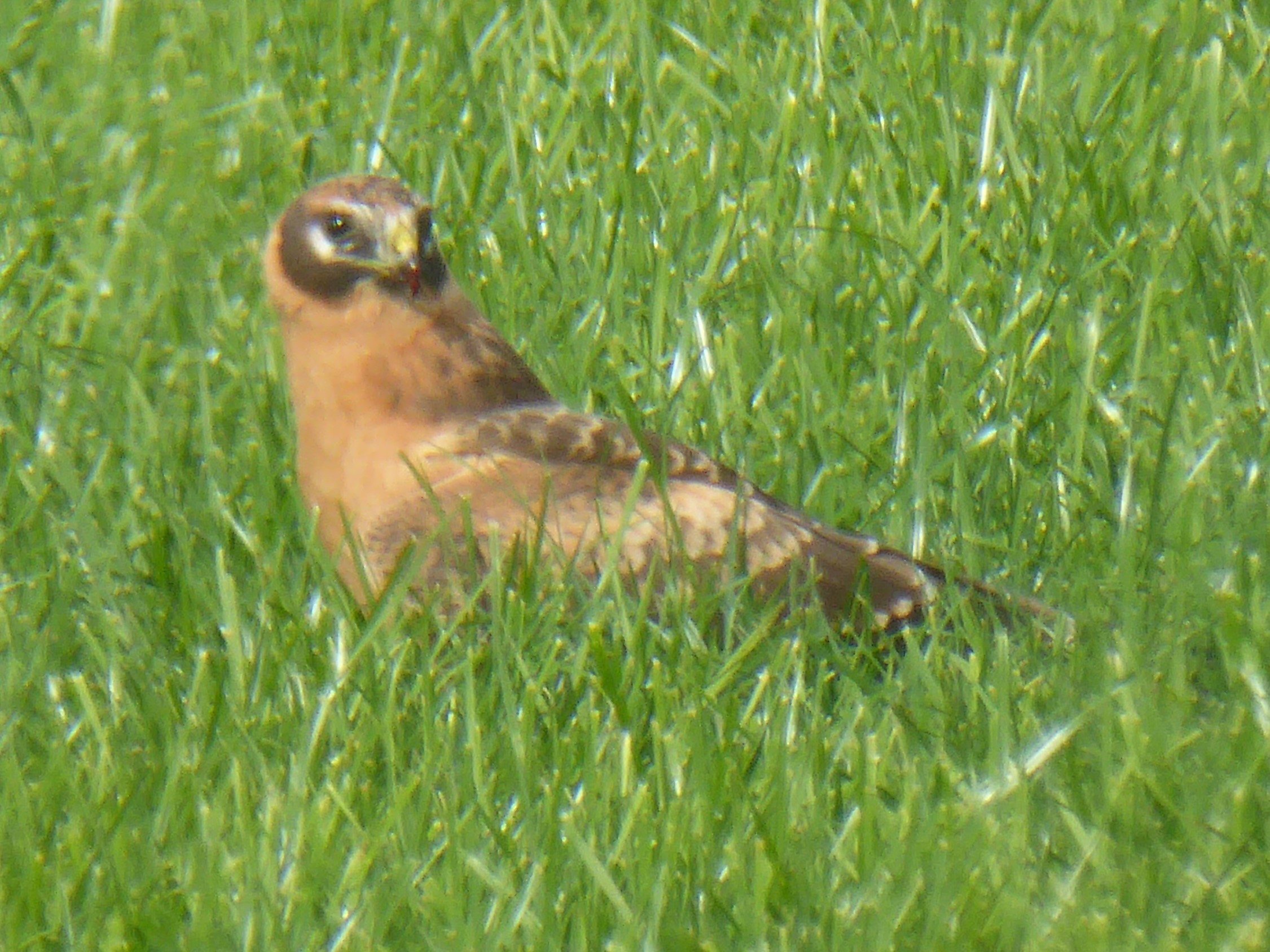 Welke roofvogel is dit?