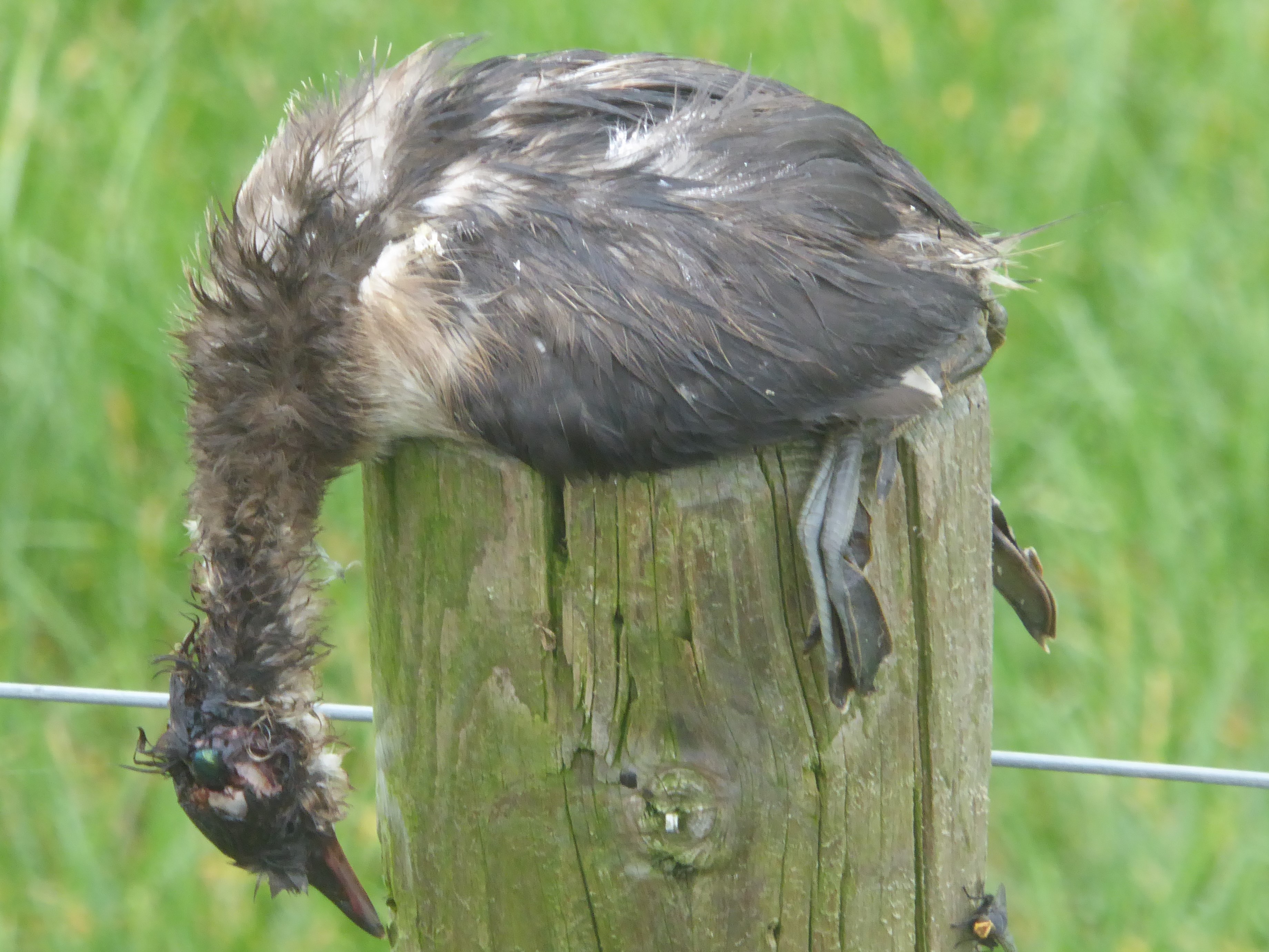 lugubere plaatje, maar welke vogel is hier het slachtoffer?