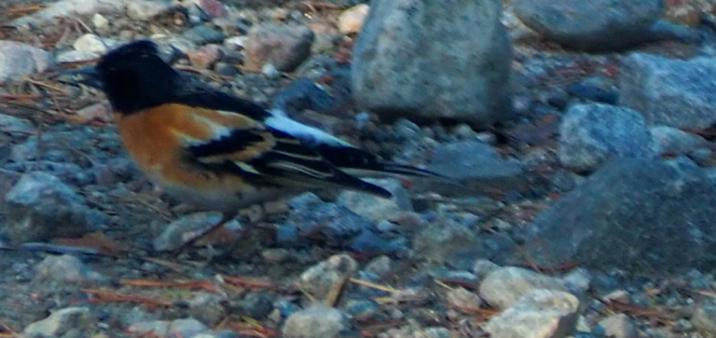 Mooi, maar bijzonder?