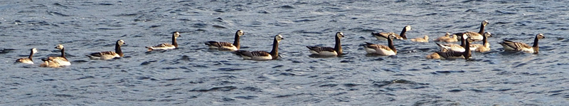 Nog een eendensoort?