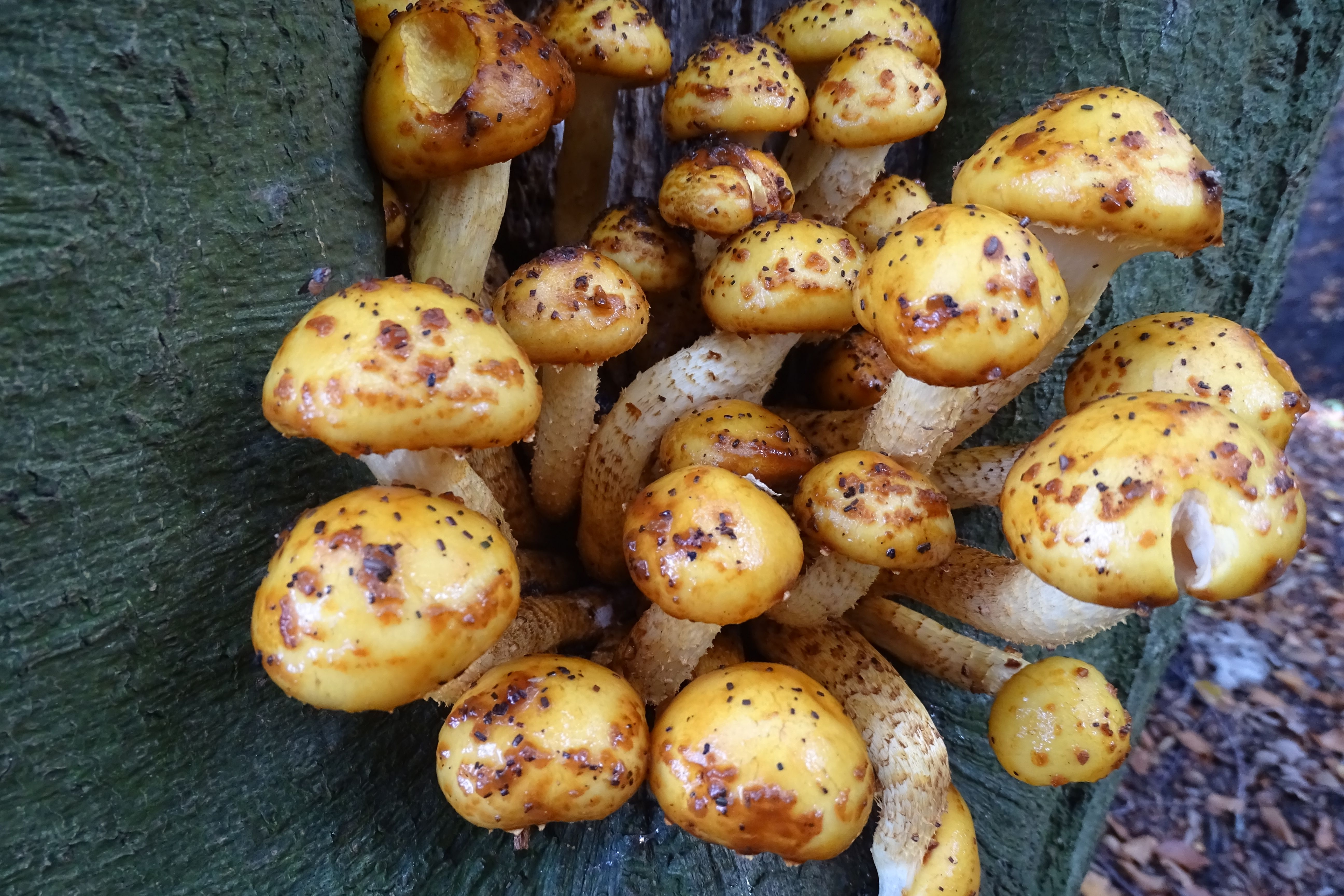 Welke paddenstoel is dit?