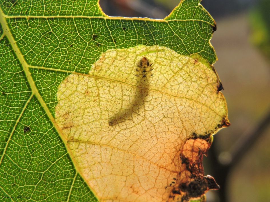 Wonen in een berkeblad