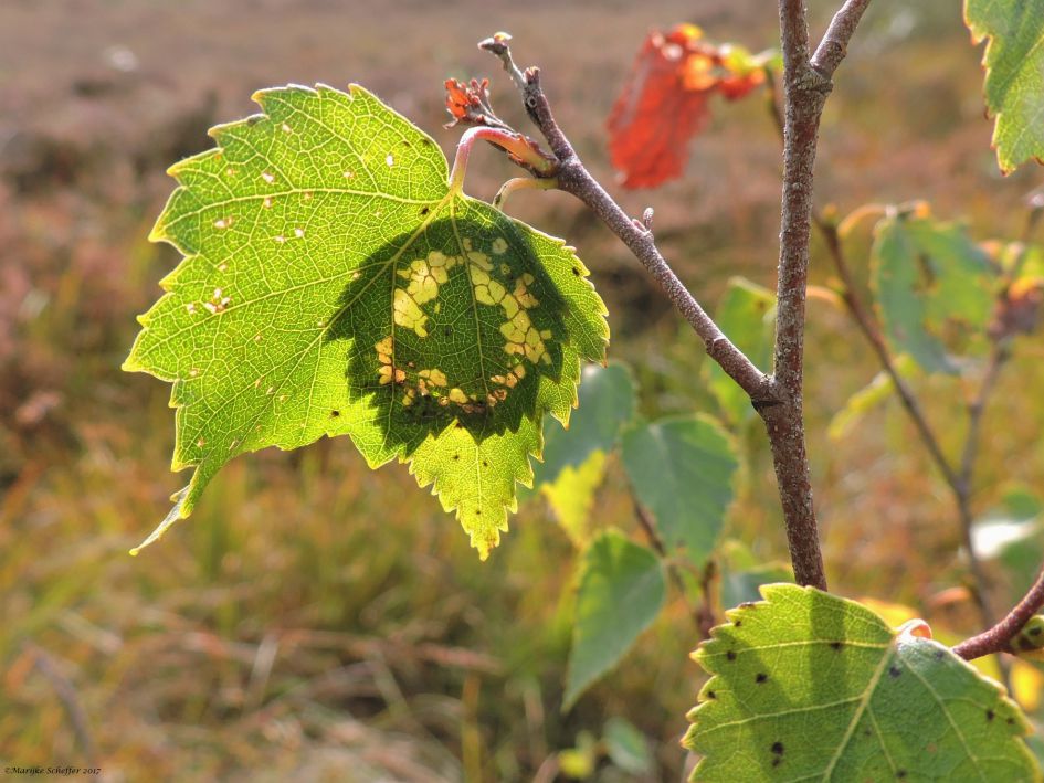 Wonen in een berkenblad 2e