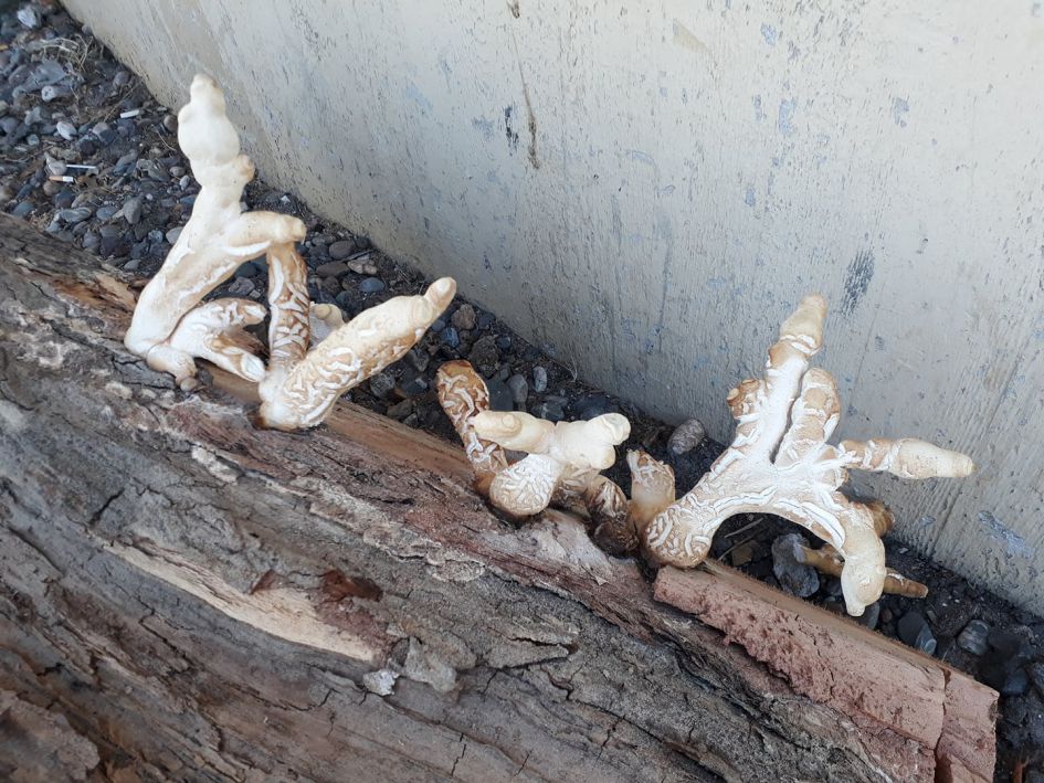 Wat is dit voor zwam?