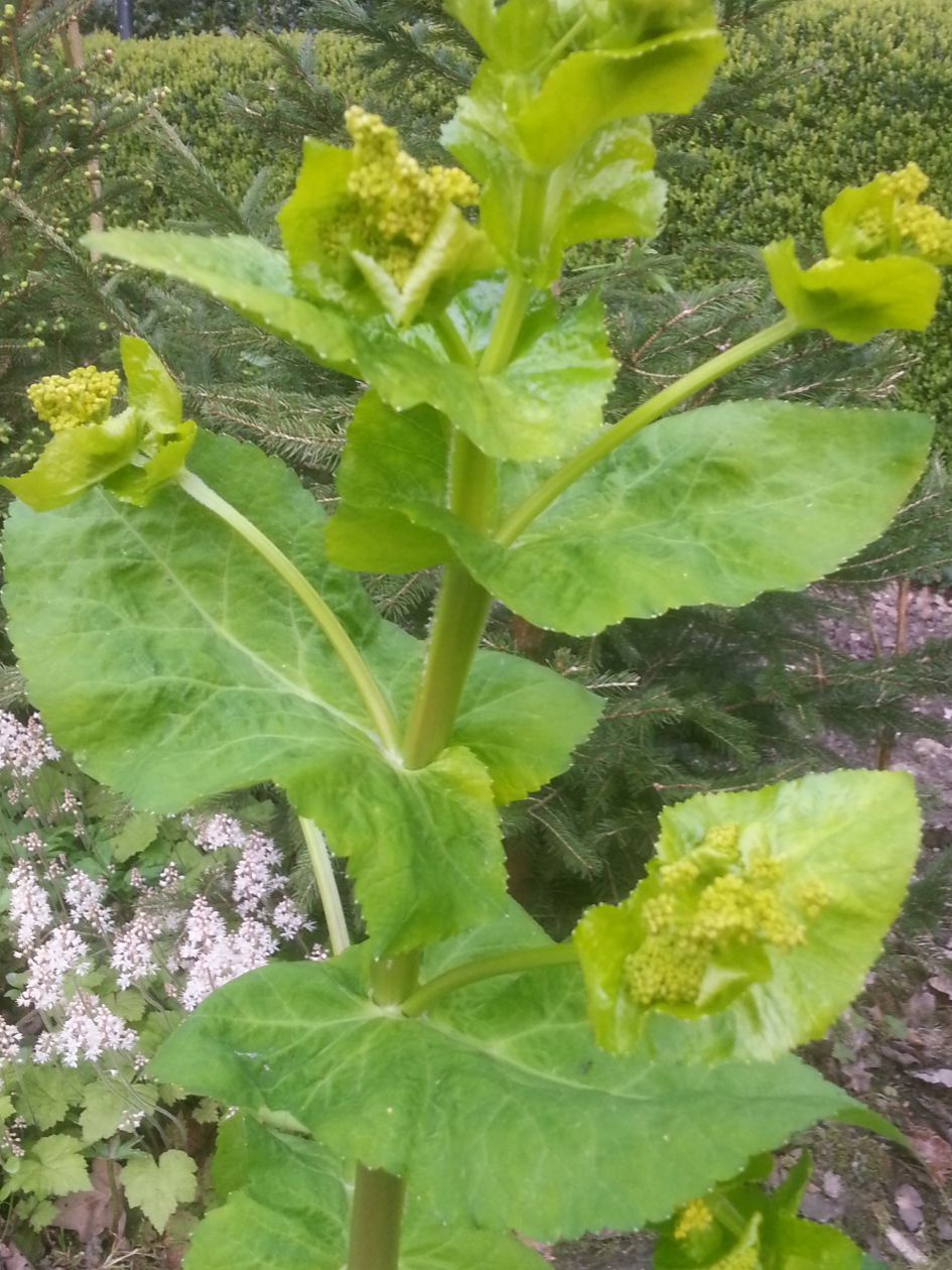 raadselachtige plant