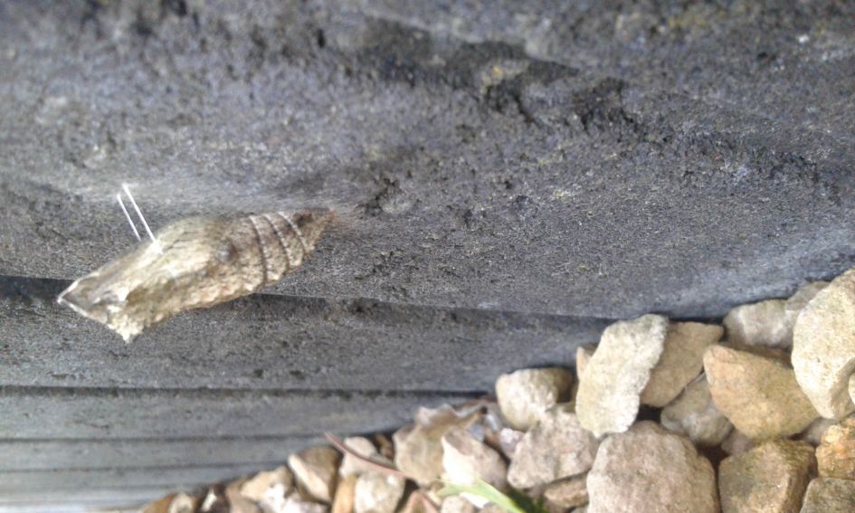 rups koninginnenpage