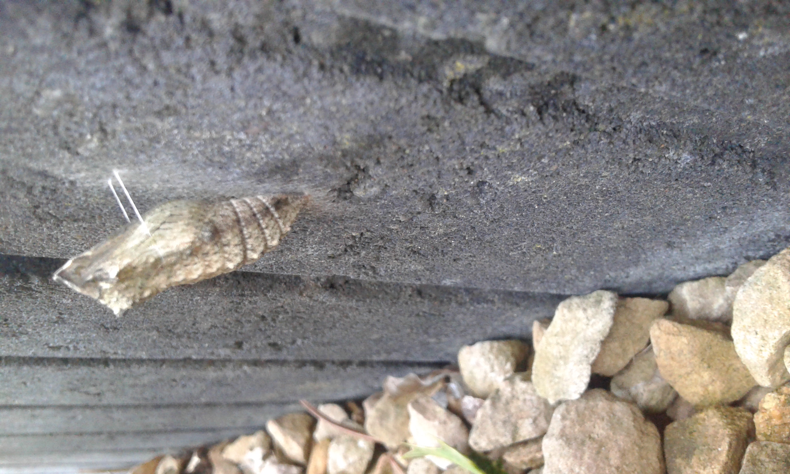 rups koninginnenpage