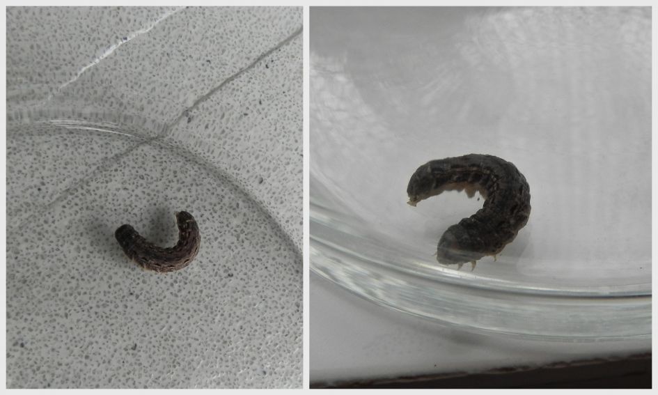 Wie herkent deze rups?