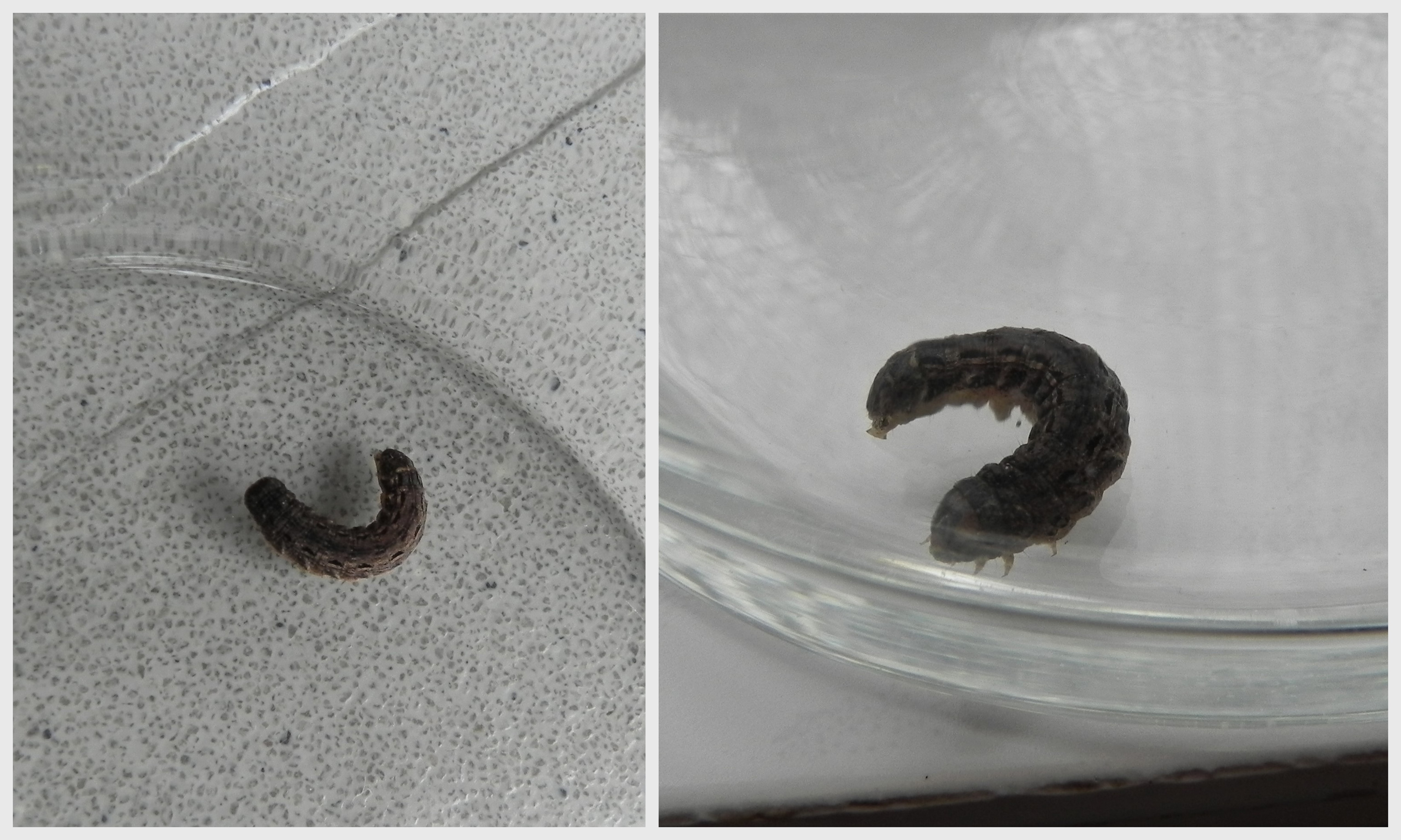 Wie herkent deze rups?