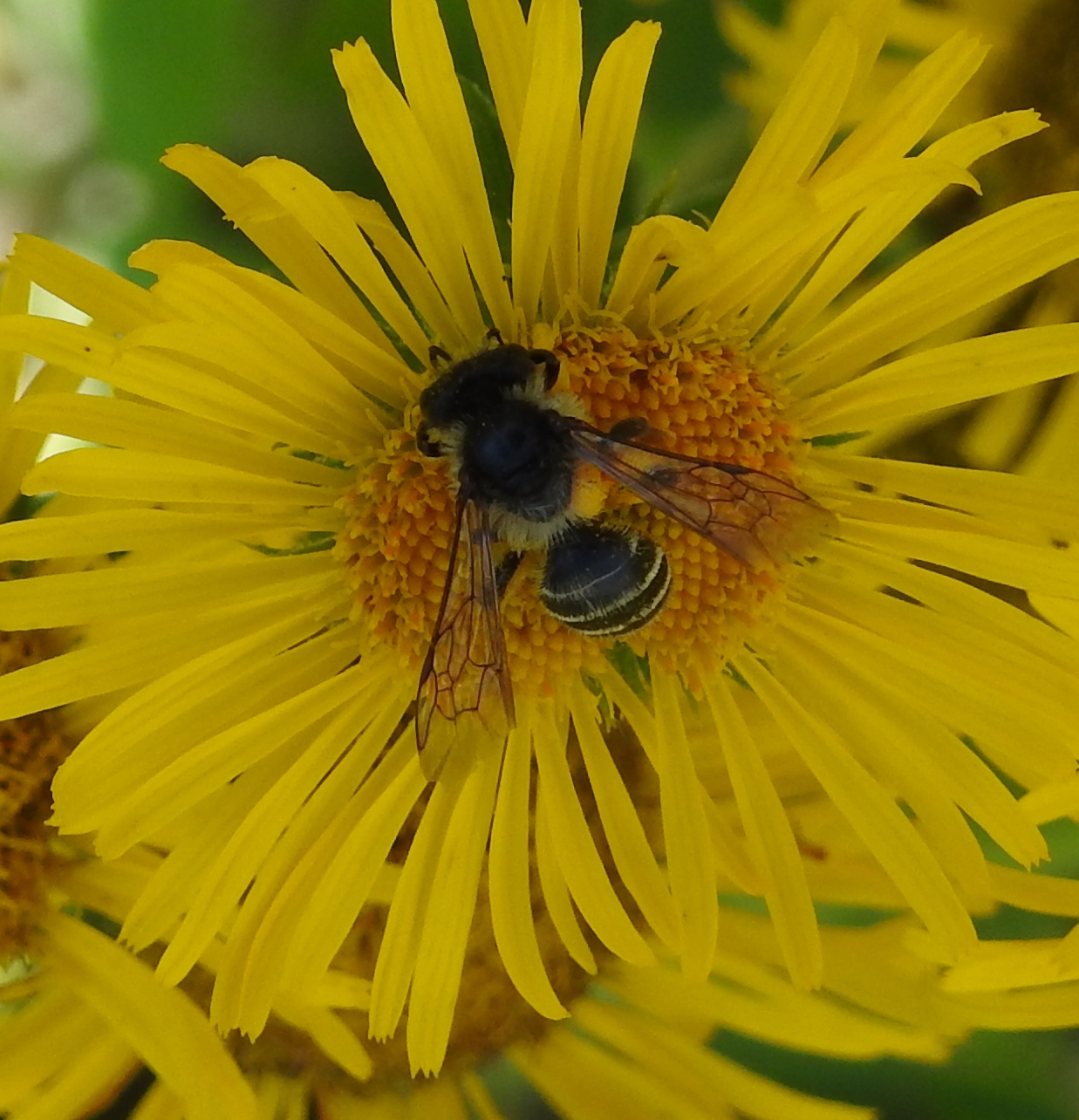 Wat is dit voor een insect?