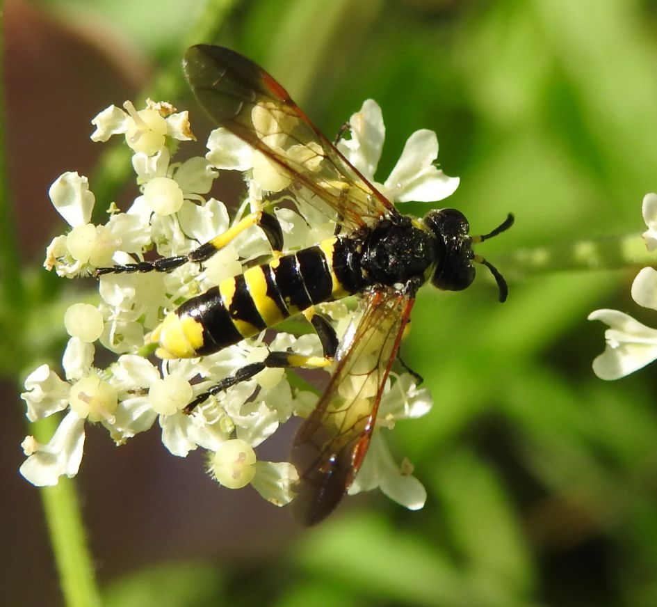 Welke zweefvlieg is dit?