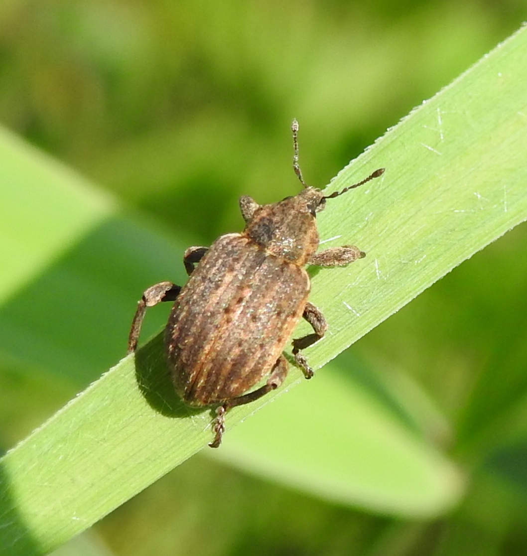 welk kevertje is dit?