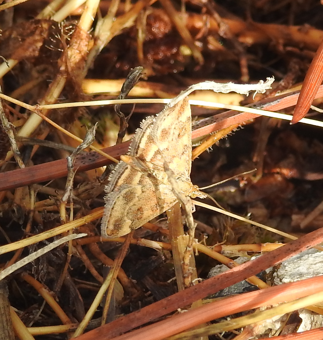 Wie weet welke nachtvlinder dit is?